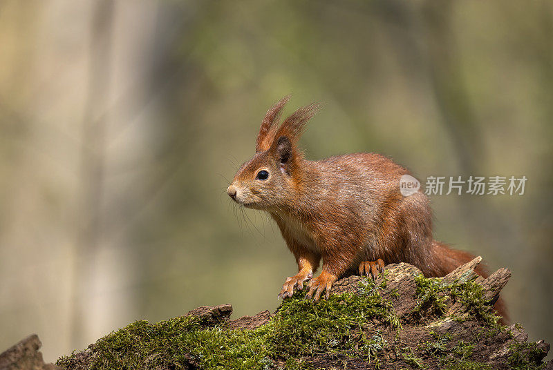 欧亚红松鼠(学名:Sciurus vulgaris)